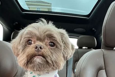 CityVet | Cibolo Crossing