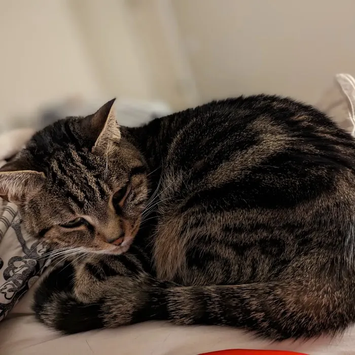 CityVet | Cibolo Crossing 12