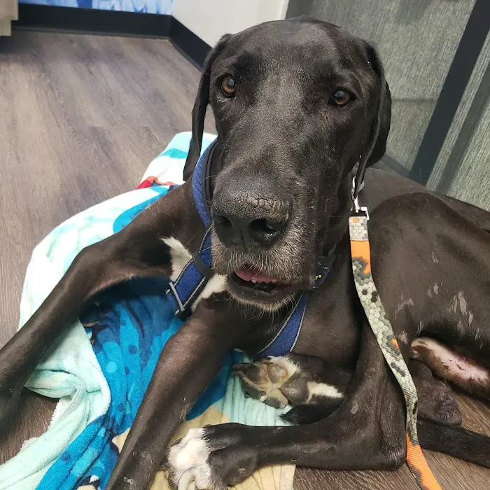 CityVet | Cibolo Crossing 12