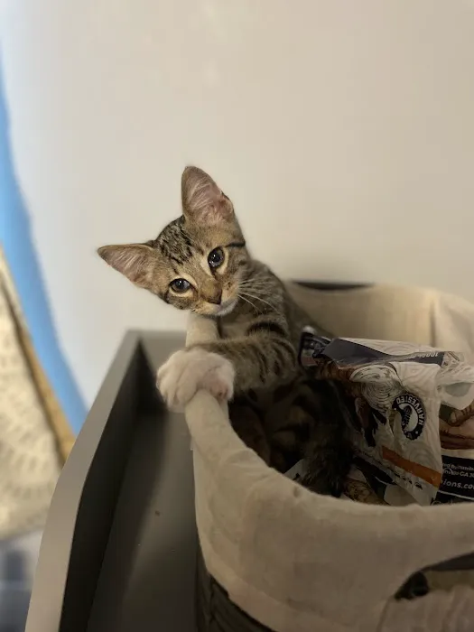 CityVet | Cibolo Crossing 12