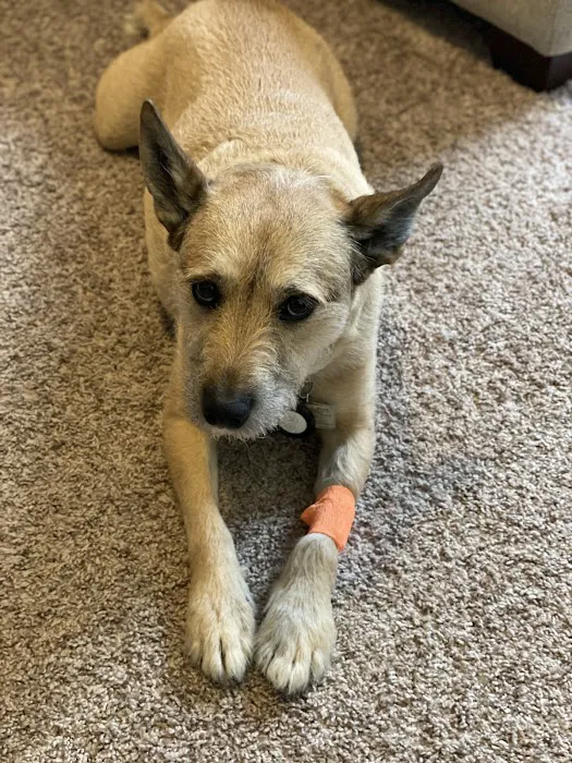 Allure Veterinary Hospital & Urgent Care 12