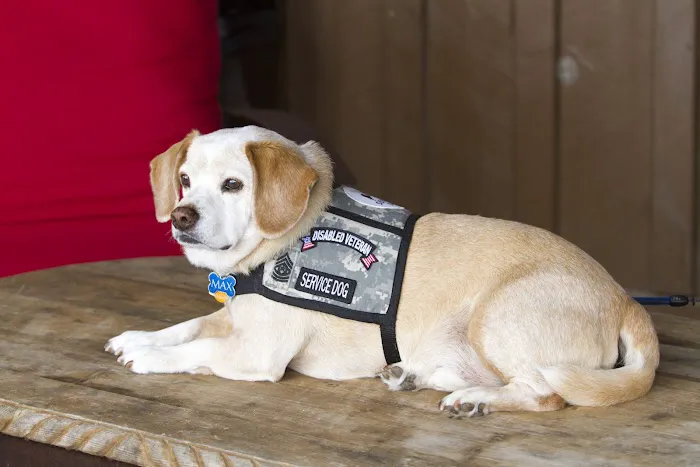 Allure Veterinary Hospital & Urgent Care 12