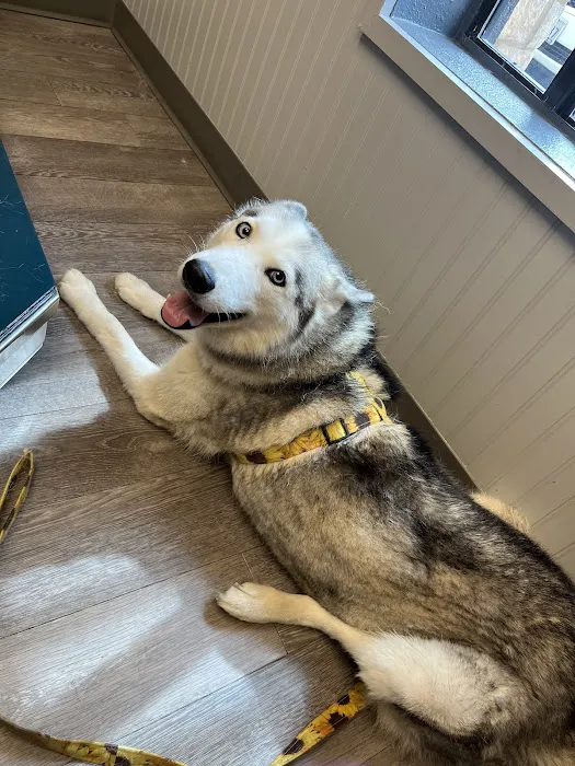 Allure Veterinary Hospital & Urgent Care 12