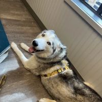 Allure Veterinary Hospital & Urgent Care ico