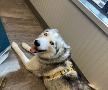 Allure Veterinary Hospital & Urgent Care