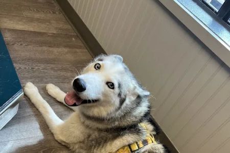 Allure Veterinary Hospital & Urgent Care