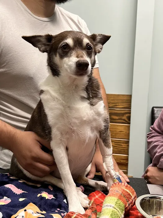 Allure Veterinary Hospital & Urgent Care 12