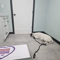 La Vernia Veterinary Hospital ico