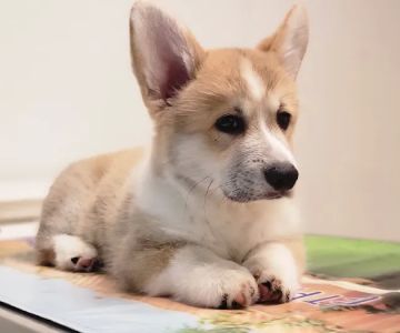 Animal Crossing Veterinary