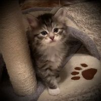 QuiVive Siberians ico