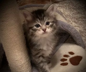 QuiVive Siberians