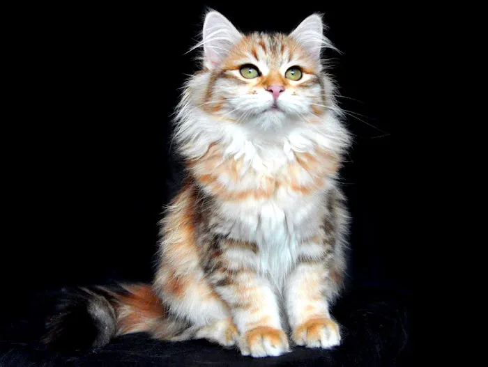 QuiVive Siberians 12