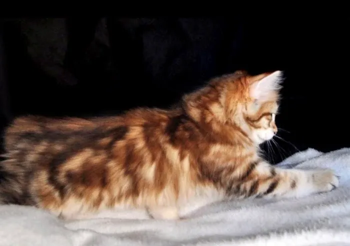 QuiVive Siberians 12