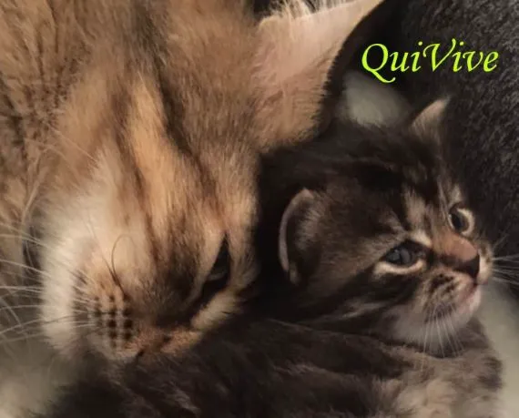 QuiVive Siberians 12