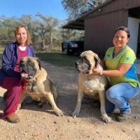 Wyatt Veterinary Services ico