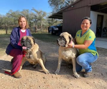 Wyatt Veterinary Services