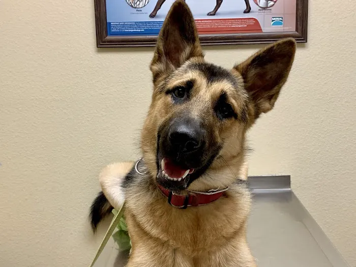 Oak Hills Animal Hospital 12