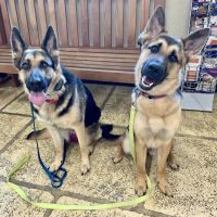 Oak Hills Animal Hospital ico