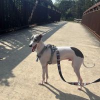 Fair Oaks Ranch Veterinary ico