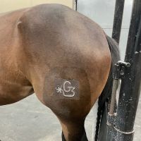 Hill Country Equine ico