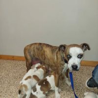 Kendall County Veterinary Center ico