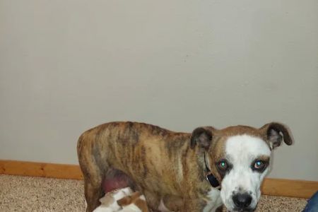 Kendall County Veterinary Center