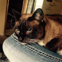 Herbst Veterinary Hospital ico