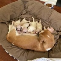 Boerne Veterinary Clinic ico