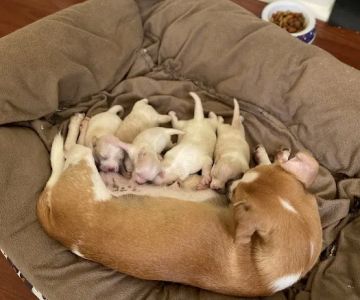Boerne Veterinary Clinic