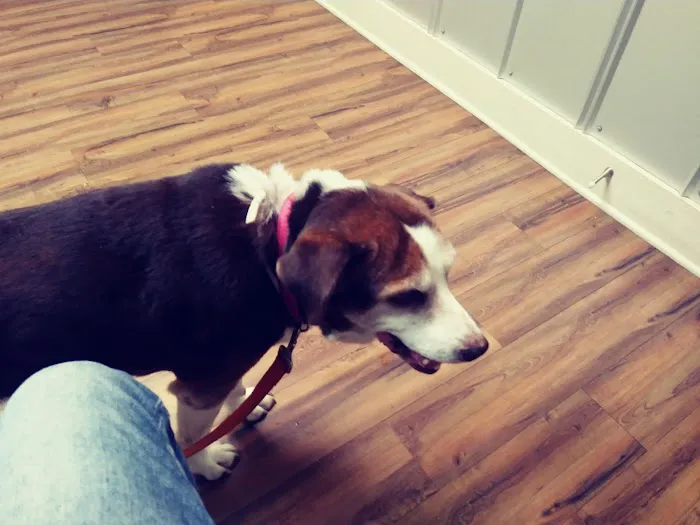 Boerne Veterinary Clinic 10