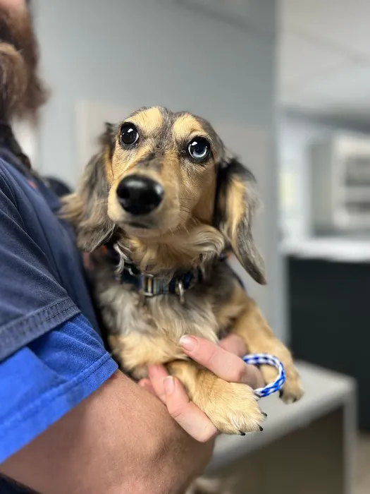 Hill Country Animal League (Low Cost Spay and Neuter Clinic) 3