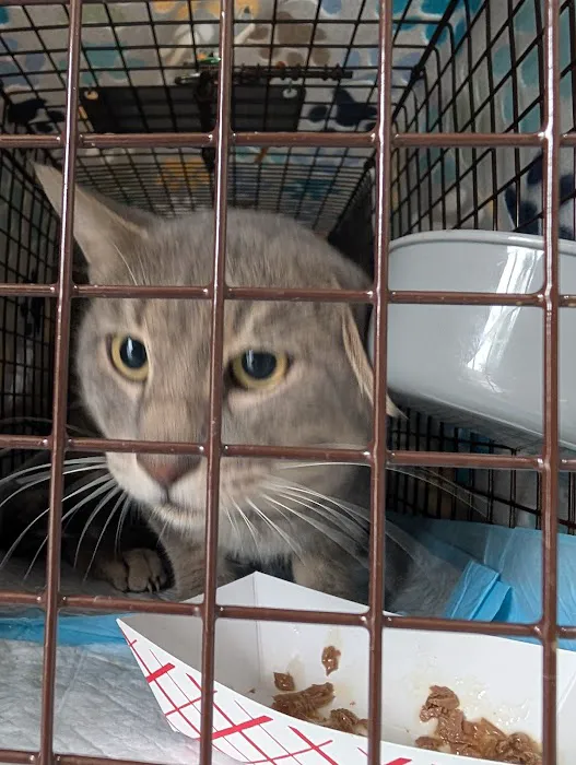 Hill Country Animal League (Low Cost Spay and Neuter Clinic) 1