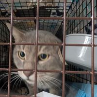 Hill Country Animal League (Low Cost Spay and Neuter Clinic) ico