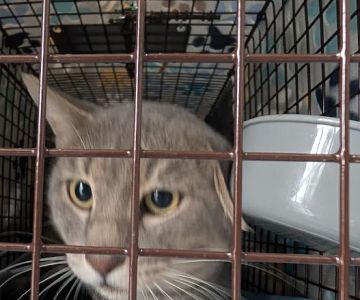 Hill Country Animal League (Low Cost Spay and Neuter Clinic)
