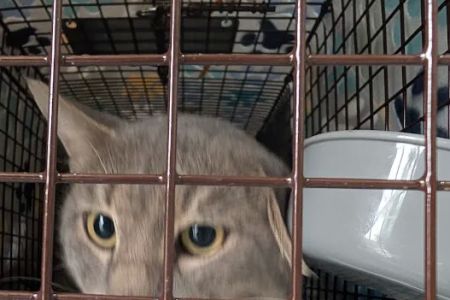 Hill Country Animal League (Low Cost Spay and Neuter Clinic)
