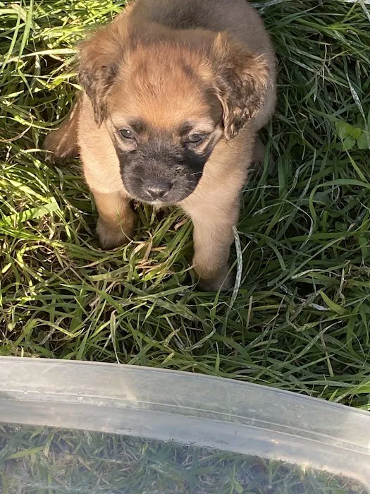 Hill Country Animal League (Low Cost Spay and Neuter Clinic) 2