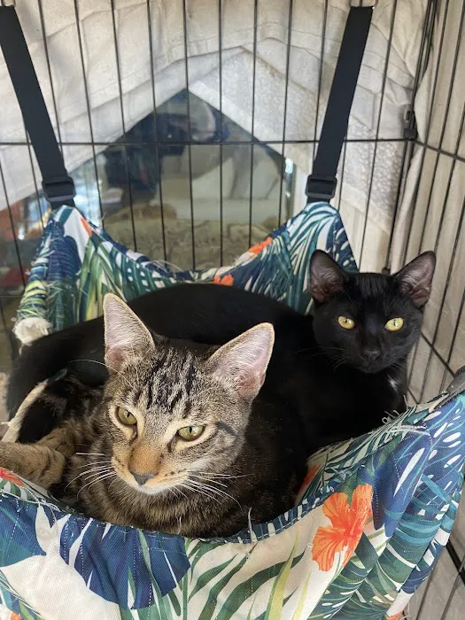 Hill Country Animal League (Low Cost Spay and Neuter Clinic) 7