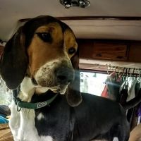 Lee's Veterinary Hospital ico