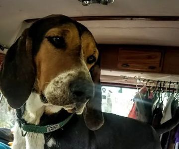 Lee's Veterinary Hospital