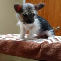 Northside Veterinary Hospital ico
