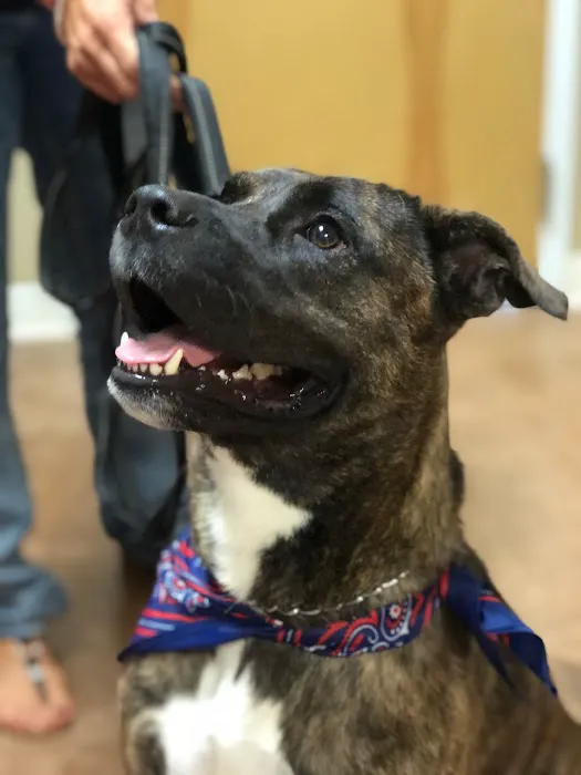 Northside Veterinary Hospital 12