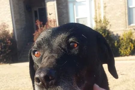 Stewart Animal Clinic: Bonds Tara DVM