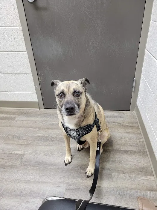 Paradise Animal Hospital 1