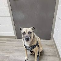 Paradise Animal Hospital ico
