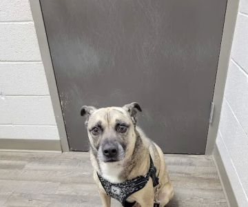 Paradise Animal Hospital