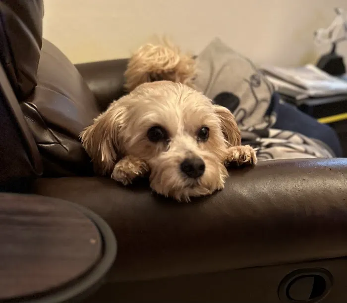 Paradise Animal Hospital 6