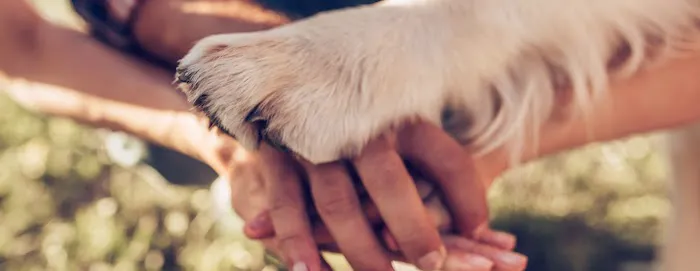 Paradise Animal Hospital 10