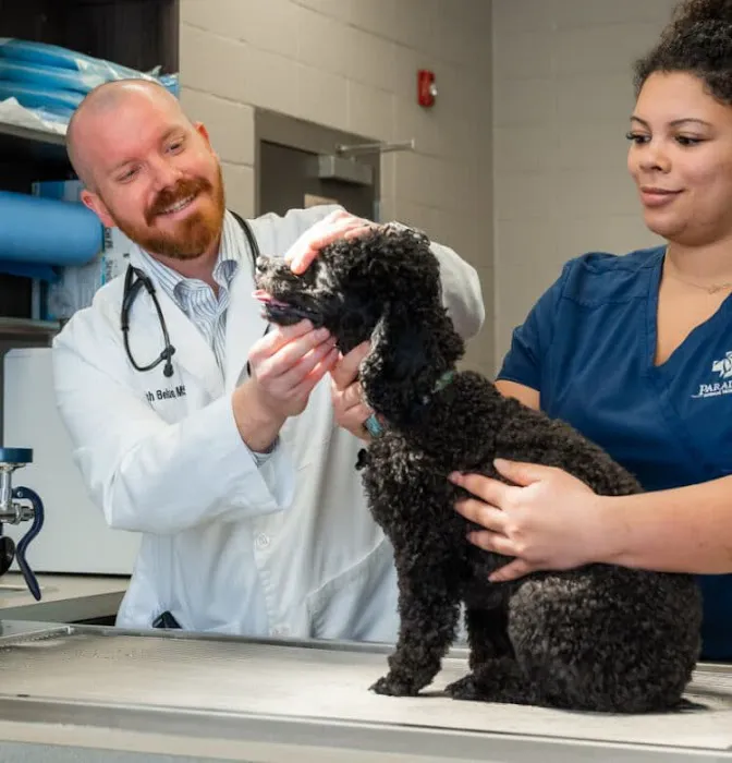 Paradise Animal Hospital 8