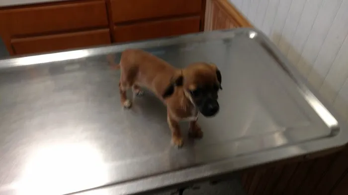 Alexander County Veterinary 10