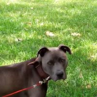 Alexander County Veterinary ico